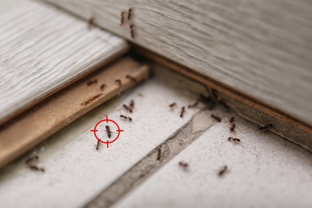 Best Mosquito Control Services  in Clearview, WA