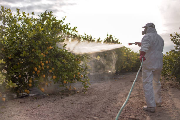 Best Affordable Pest Control Services  in Clearview, WA