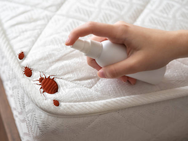 Best Bed Bug Extermination  in Clearview, WA