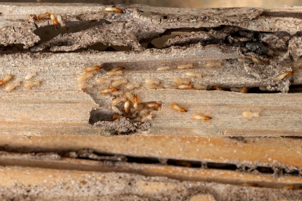 Best Bed Bug Extermination  in Clearview, WA